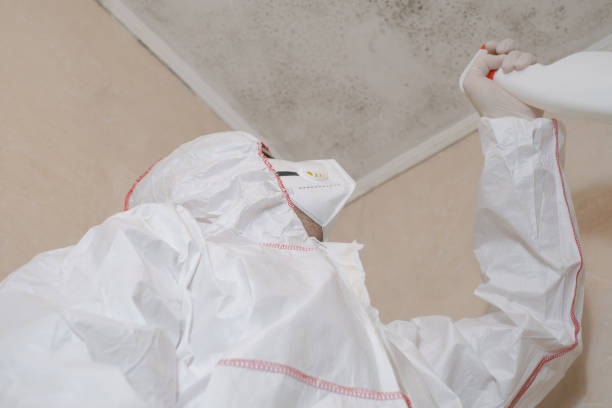 Best Commercial Mold Remediation in Milton, GA